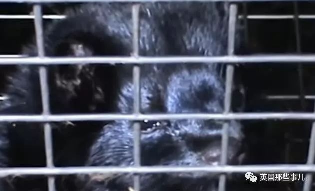 一只差点被做成皮草大衣的北极狐，如今白白胖胖过上了圣诞节