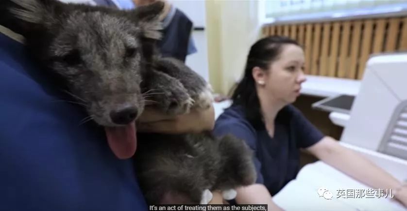 一只差点被做成皮草大衣的北极狐，如今白白胖胖过上了圣诞节