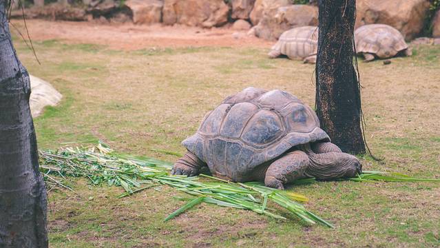 长隆海洋王国海牛馆探秘,珠海长隆海洋王国海底夜宿
