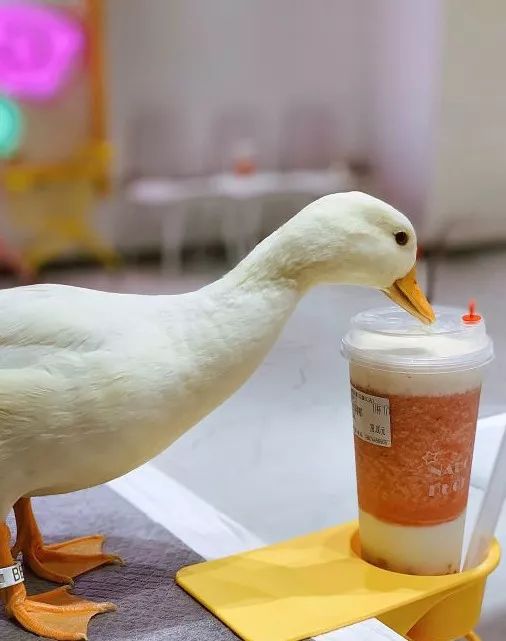 吸猫撸狗遛羊驼,吸狗撸猫遛羊驼