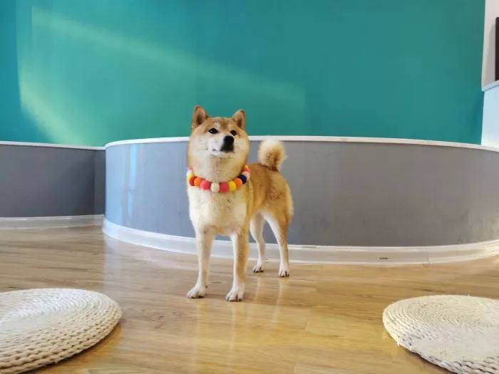 吸猫撸狗遛羊驼,吸狗撸猫遛羊驼