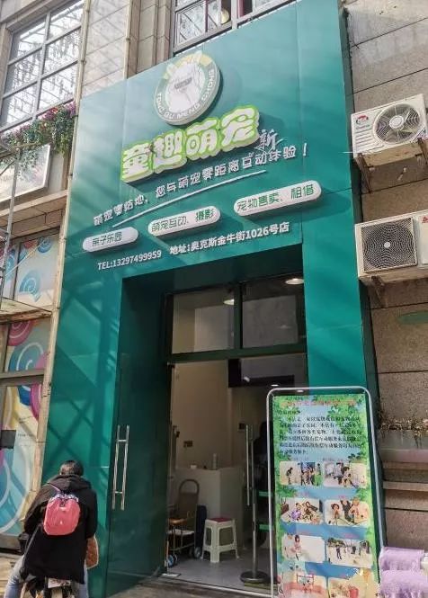 吸猫撸狗遛羊驼,吸狗撸猫遛羊驼