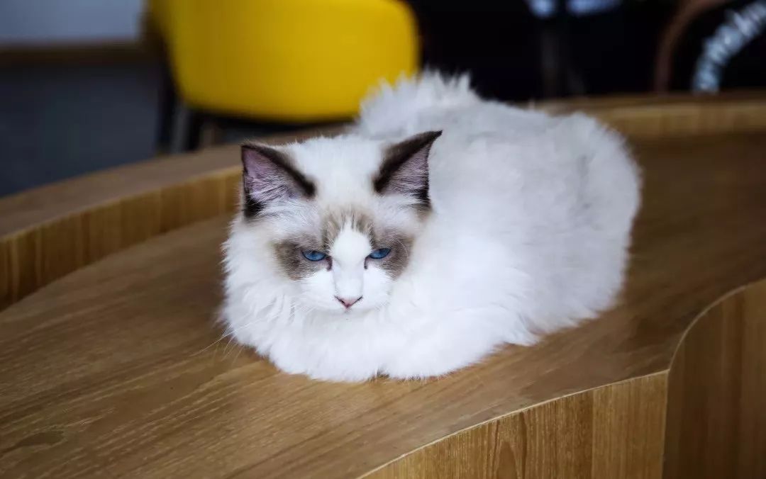 吸猫撸狗遛羊驼,吸狗撸猫遛羊驼