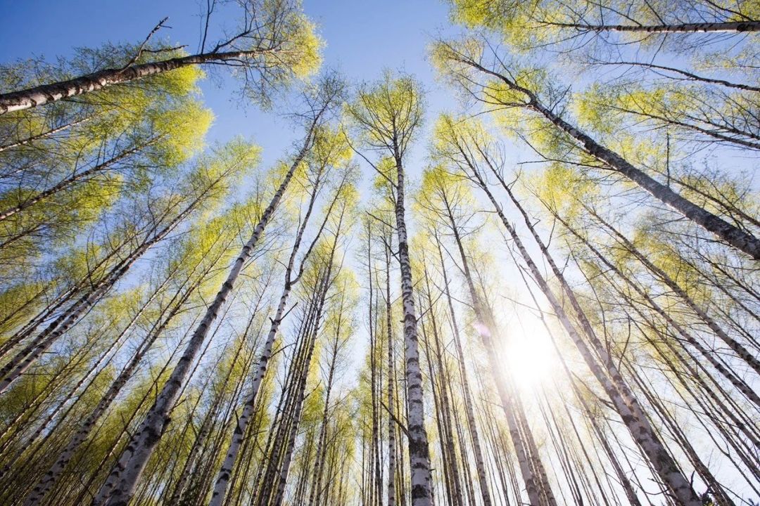 防干燥瘙痒的身体乳精油,皮肤干燥痒身体乳评测