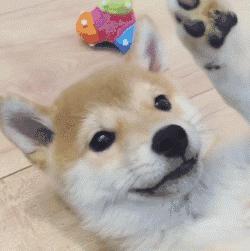 狗狗太活泼有多动症怎么办,狗狗有这些迹象说明狗狗是天才