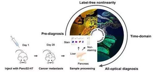 BioDaily丨Biomaterials，NanoLett，Theranostics成果速递20200103
