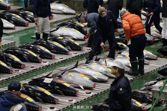 戈恩逃跑路线查明坐新干线到大阪出逃半年的水豚被捉一条金枪鱼1.9亿