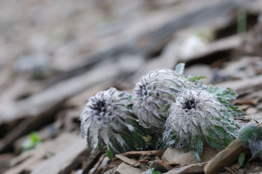 植物过冬用保温棉,冬季房屋防寒小妙招