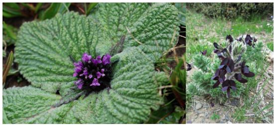植物过冬用保温棉,冬季房屋防寒小妙招