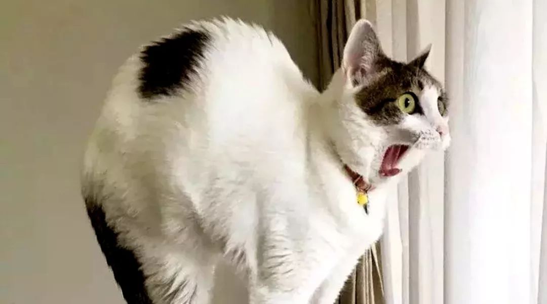 欠员工工资怎么打电话举报,员工向公司借钱如何巧妙处理拒绝