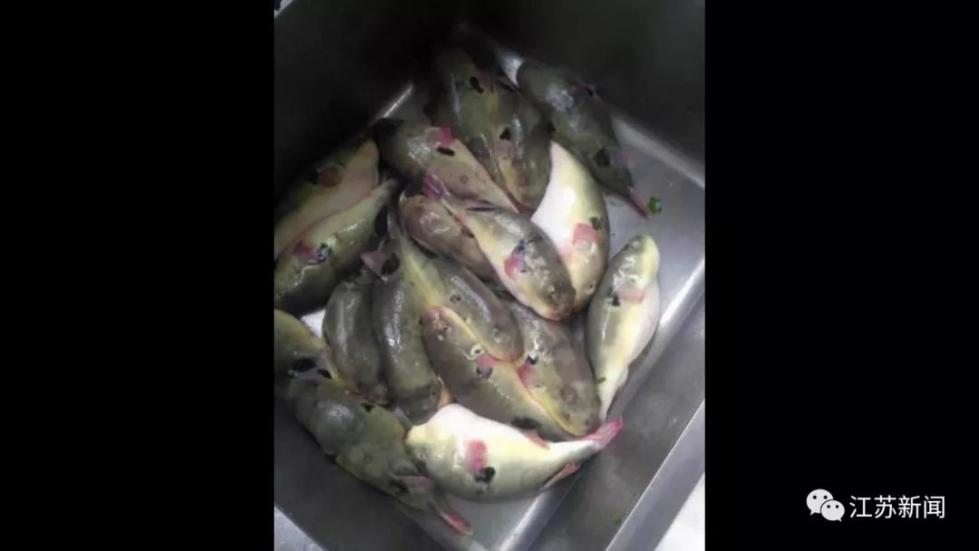 29斤鱼不翼而飞,40多斤鱼被找到了