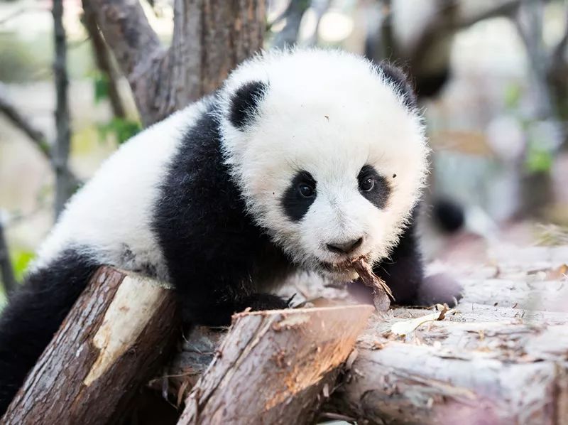 TheStoryoftheBlackWhite“LivingFossil”︱一只黑白“活化石”的前世今生