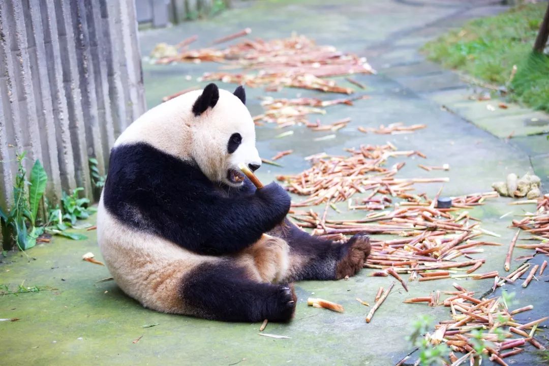 TheStoryoftheBlackWhite“LivingFossil”︱一只黑白“活化石”的前世今生