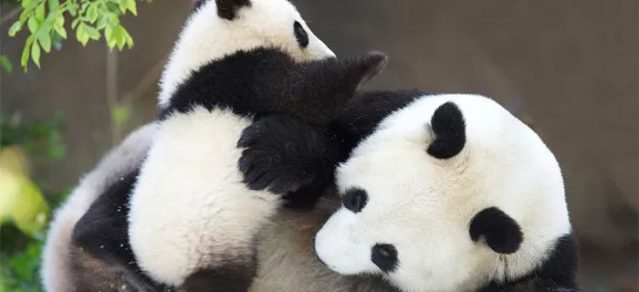 TheStoryoftheBlackWhite“LivingFossil”︱一只黑白“活化石”的前世今生