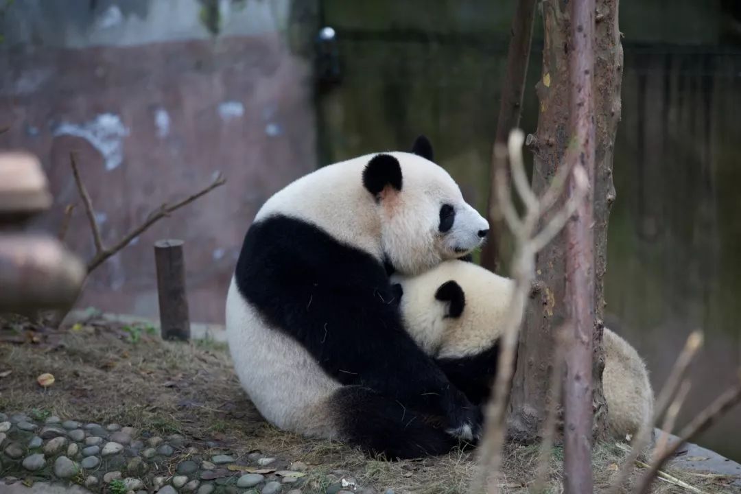 TheStoryoftheBlackWhite“LivingFossil”︱一只黑白“活化石”的前世今生