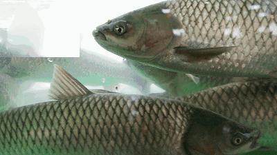 年终谣言又来？！为保活给鱼喂柴油，吃了中毒？专业辟谣来了