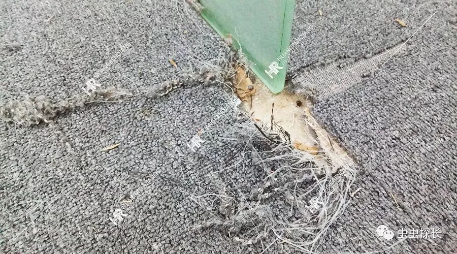 案例分析丨写字楼老鼠猖獗，如何抽丝剥茧破鼠害