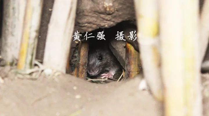 案例分析丨写字楼老鼠猖獗，如何抽丝剥茧破鼠害