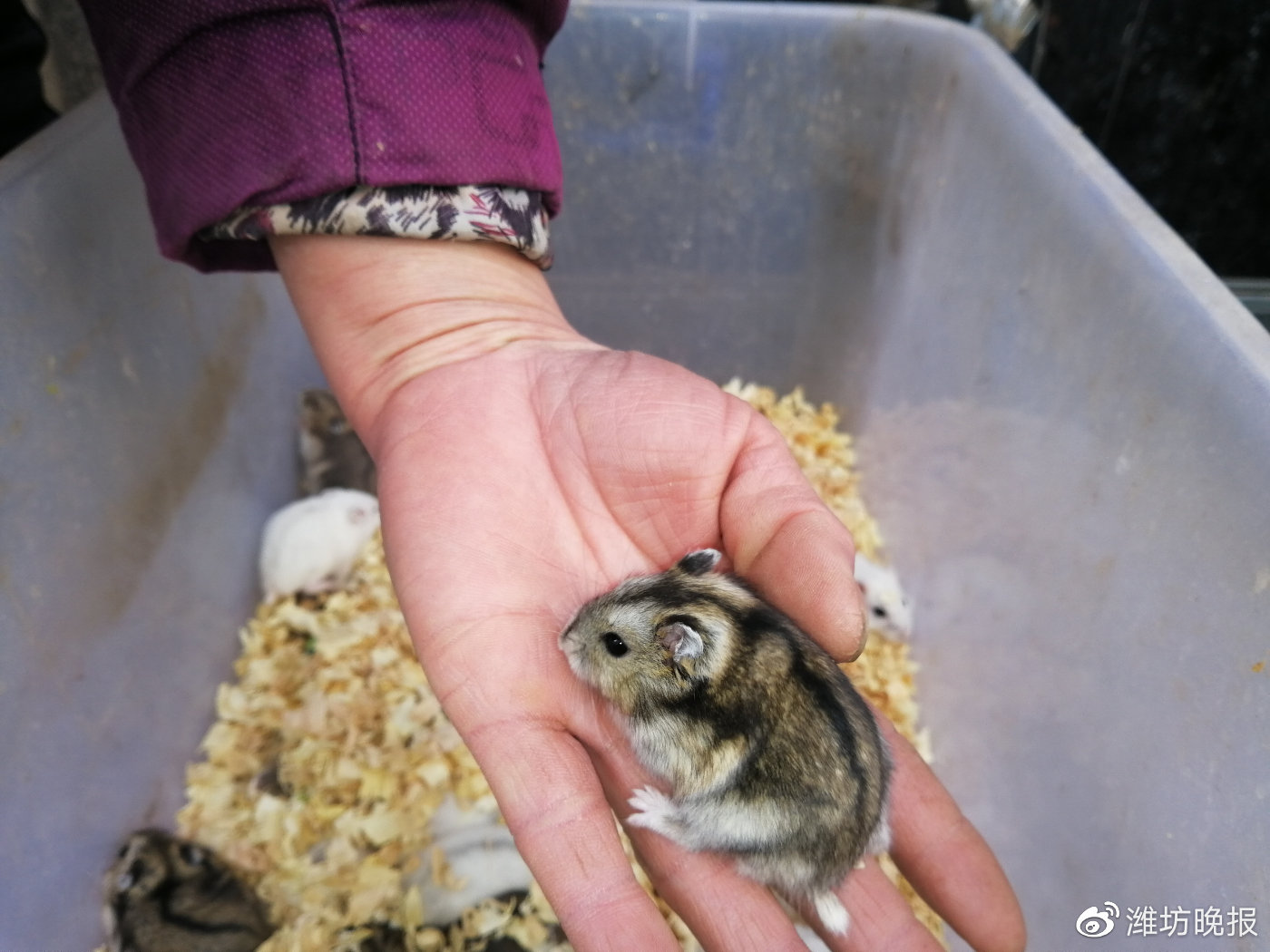 鼠年临近宠物鼠成掌中宝,宠物鼠成掌中宝