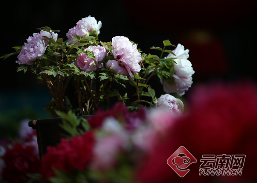 昆明昙华寺公园牡丹花开了吗,昙华寺公园牡丹开了吗