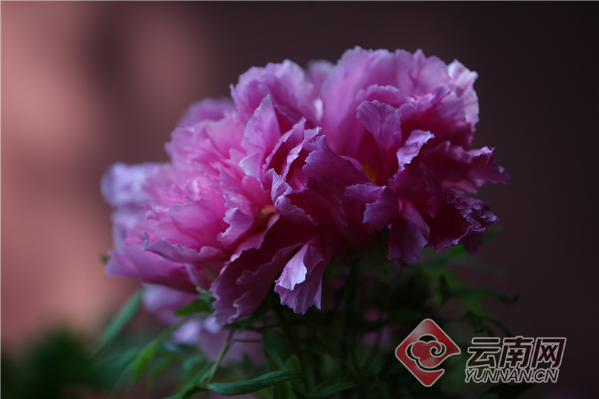 昆明昙华寺公园牡丹花开了吗,昙华寺公园牡丹开了吗