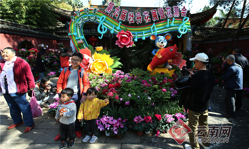 昆明昙华寺公园牡丹花开了吗,昙华寺公园牡丹开了吗