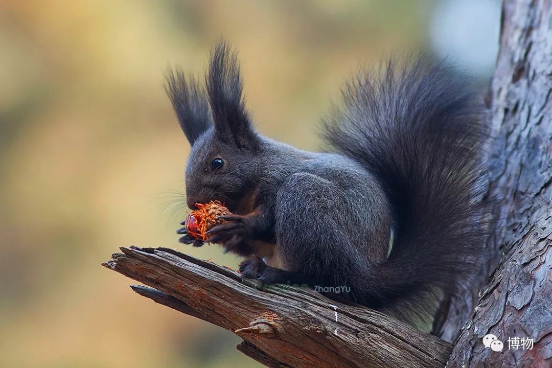 千万别问能好怎，松鼠只负责可爱