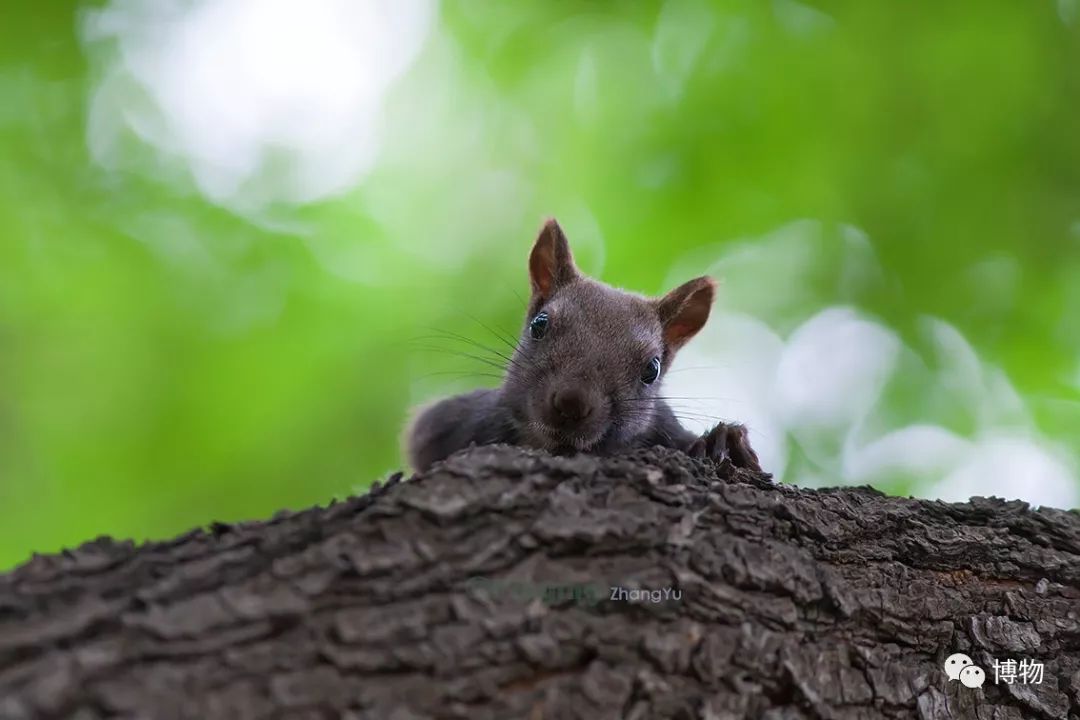 千万别问能好怎，松鼠只负责可爱