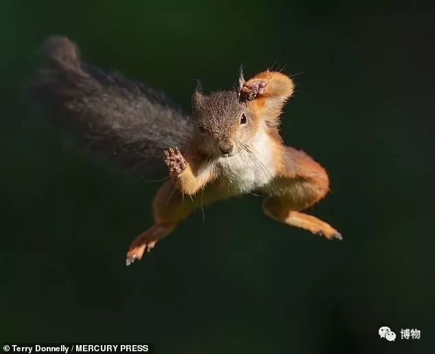 千万别问能好怎，松鼠只负责可爱