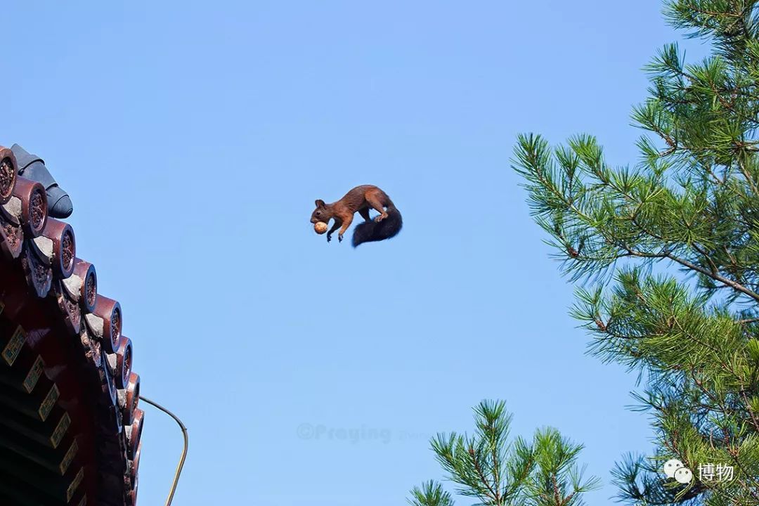 千万别问能好怎，松鼠只负责可爱