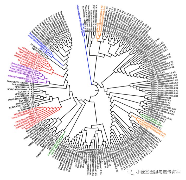 NatureCommun|刘志勇组与李洪杰组合作克隆小麦抗*粉白**病基因Pm24