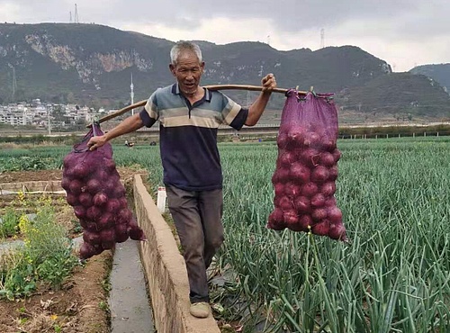 拼多多助农直播240场,助农拼多多