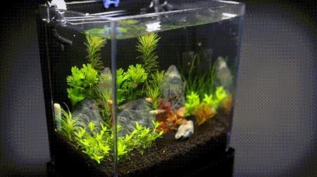 2020慈鲷筑巢大赛~非洲三湖沙雕艺术家的盛宴