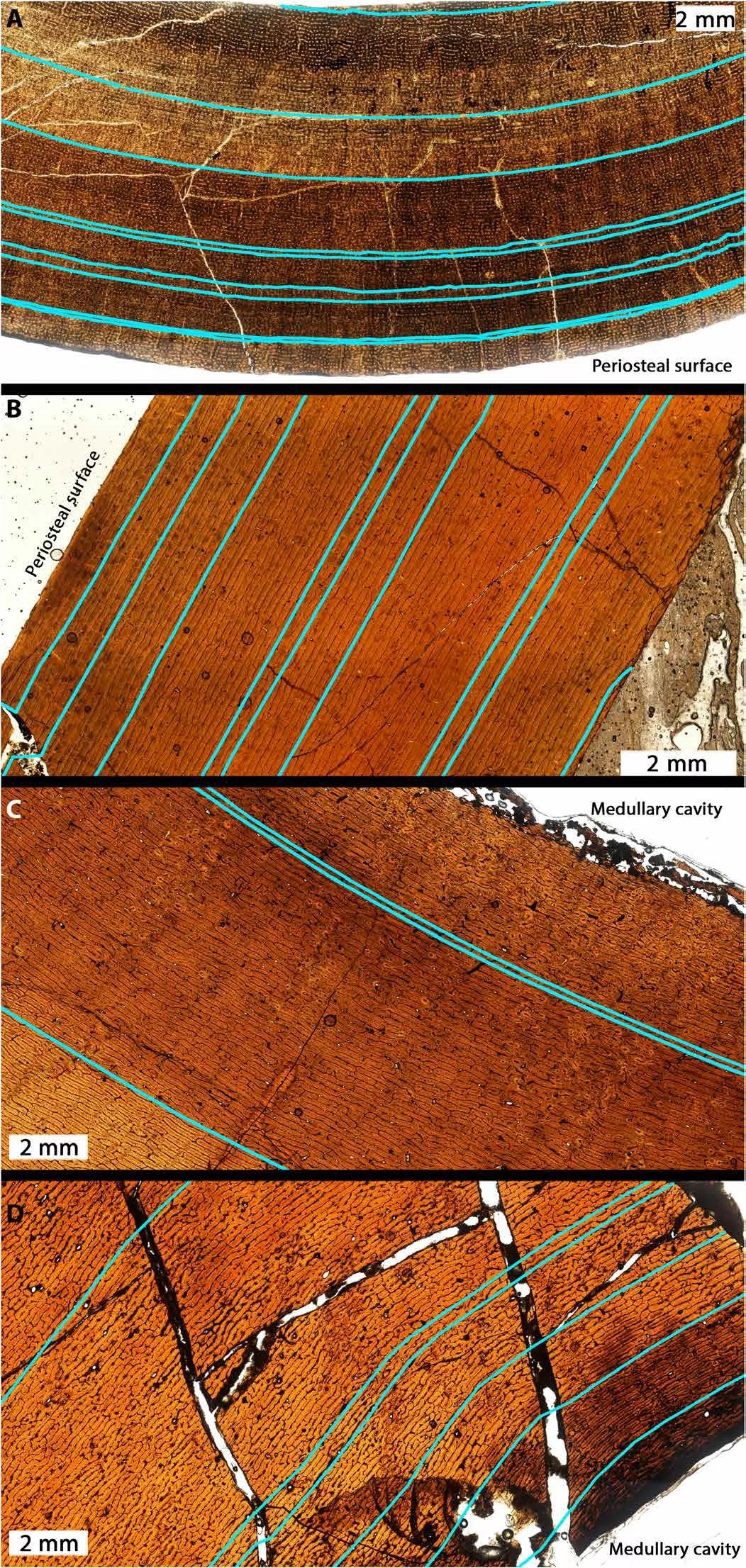 恐龙大战霸王龙vs矮暴龙,霸王龙遇到暴虐霸王龙