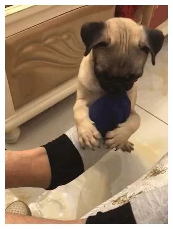 狗狗对食物的强烈执着,为什么狗对主人的袜子那么感兴趣