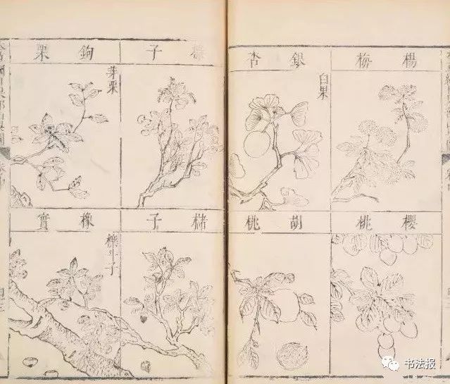 拒绝“野味”！《本草纲目》早有警告......