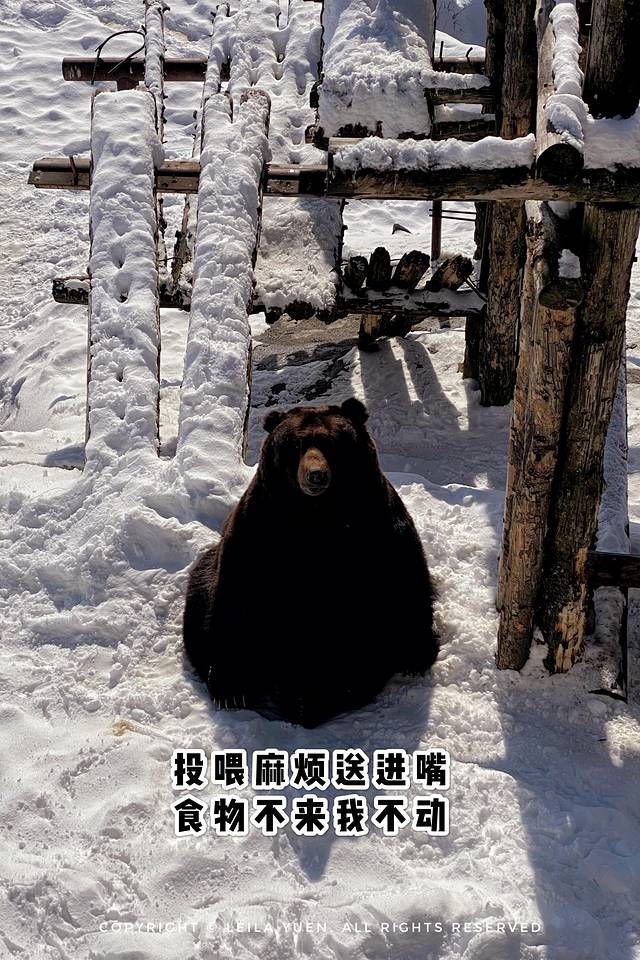 关西、北海道，我在日本买口罩