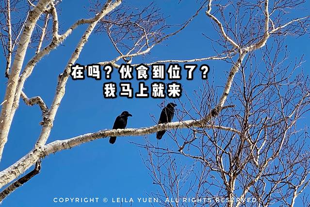 关西、北海道，我在日本买口罩