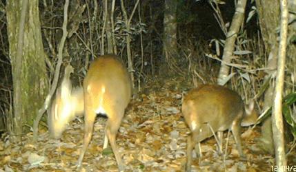 盘点被吃灭绝的动物,被吃最惨的外来物种