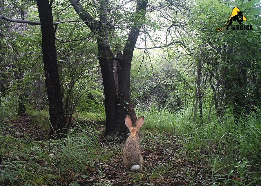 盘点被吃灭绝的动物,被吃最惨的外来物种