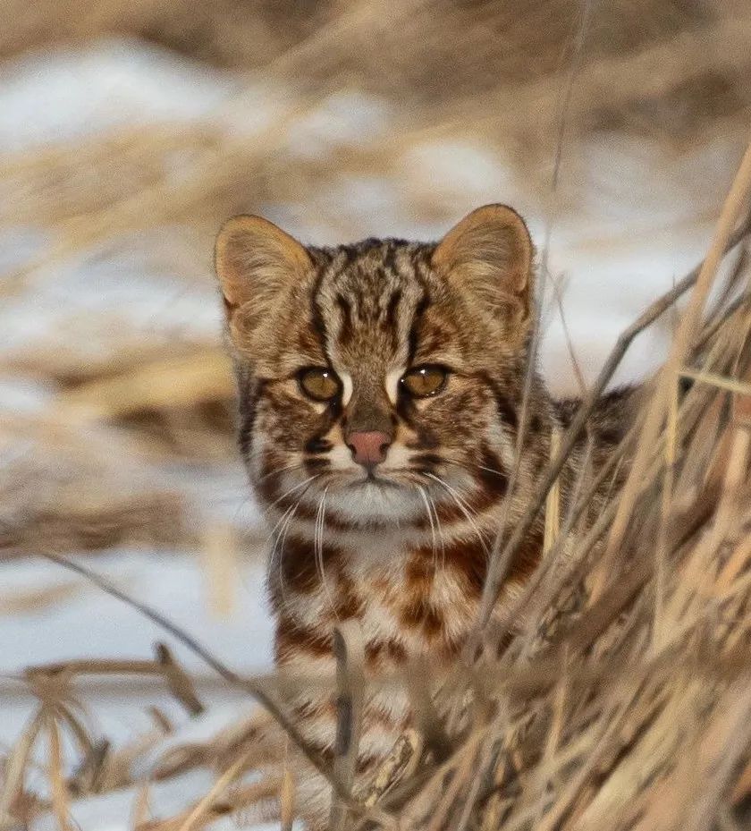 盘点被吃灭绝的动物,被吃最惨的外来物种