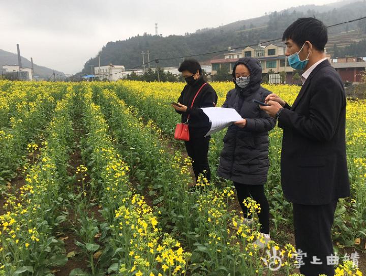 绿色防控为玉米种植保驾护航,春耕抓生产植保来护航