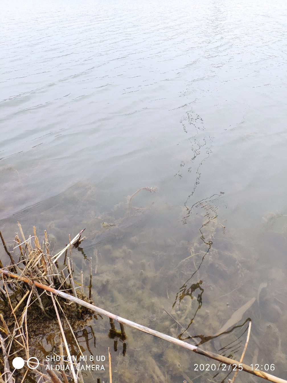 本人野钓经验总结范文怎么写,万峰湖野钓经验