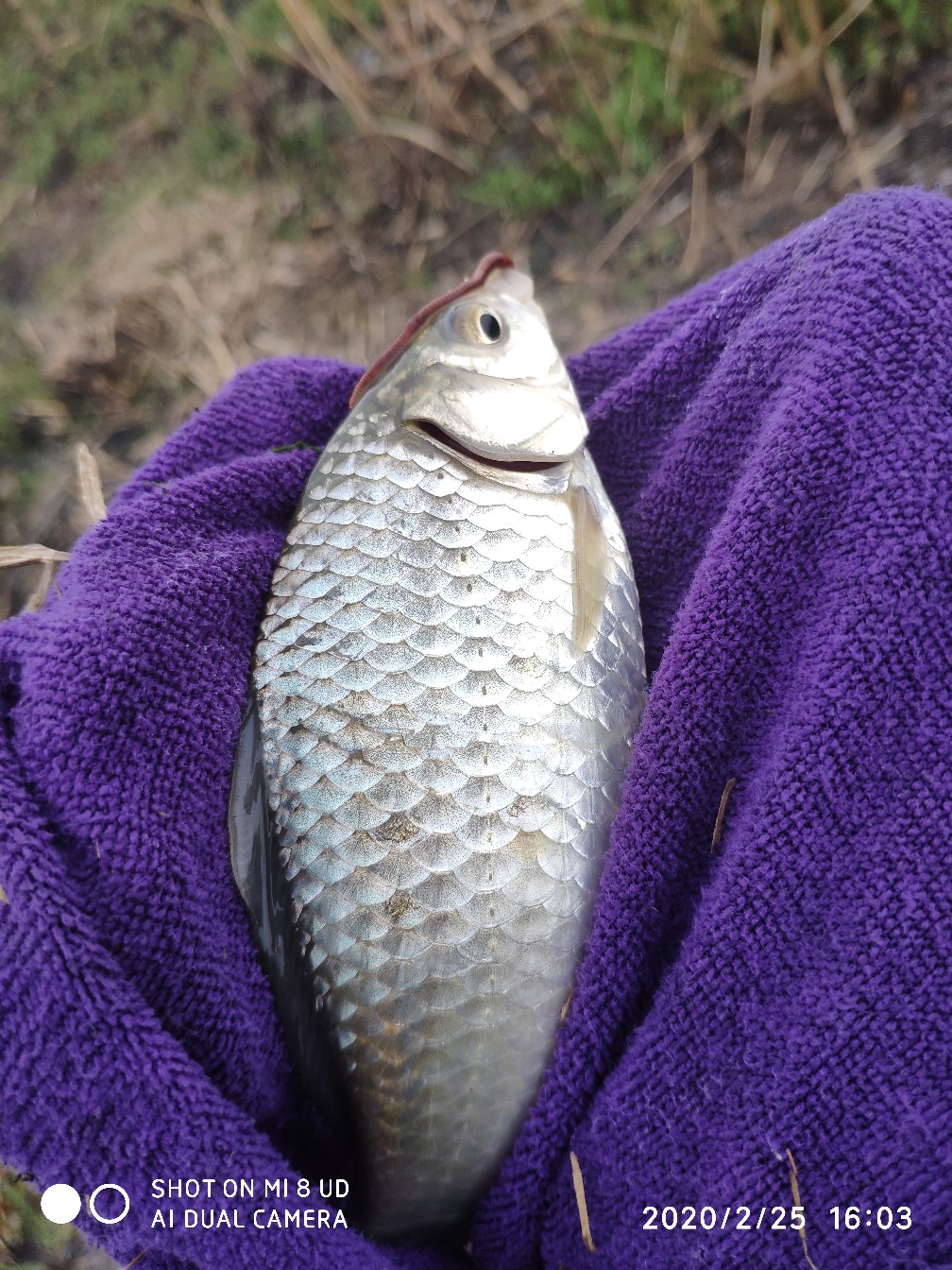本人野钓经验总结范文怎么写,万峰湖野钓经验