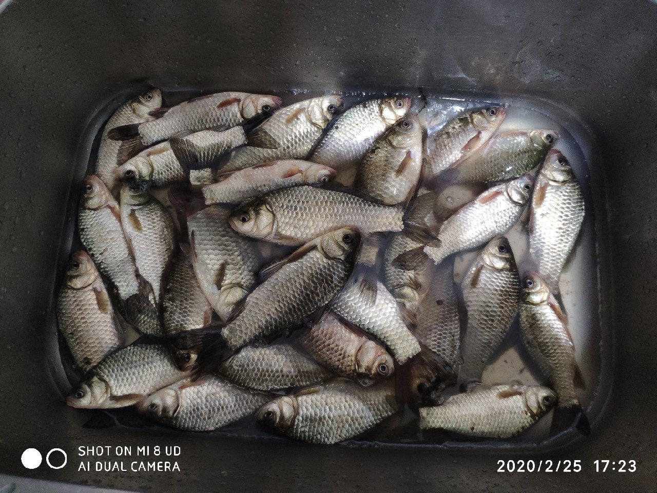 本人野钓经验总结范文怎么写,万峰湖野钓经验