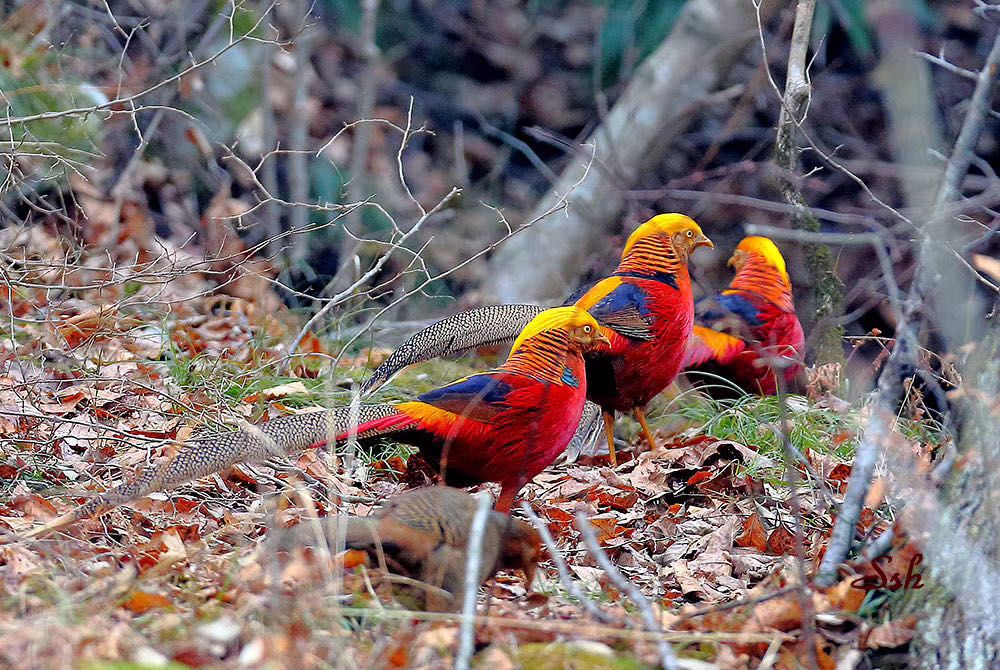 鸡鸡鸡鸡，野生的不能吃吗？是的