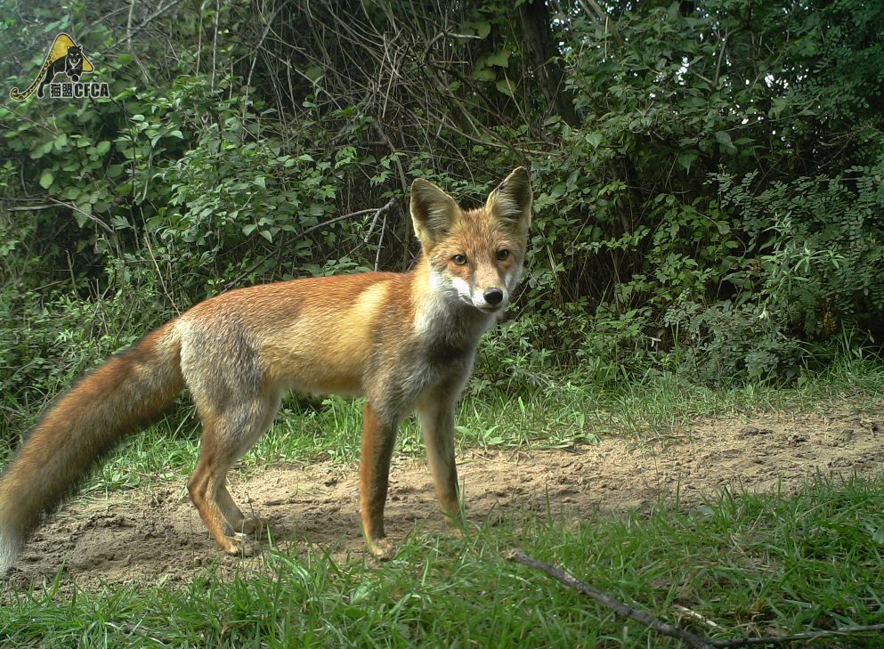 鸡鸡鸡鸡，野生的不能吃吗？是的
