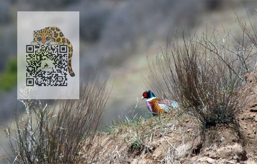 鸡鸡鸡鸡，野生的不能吃吗？是的