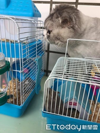 小鼠缩成一团睡觉,小鼠交叠入睡