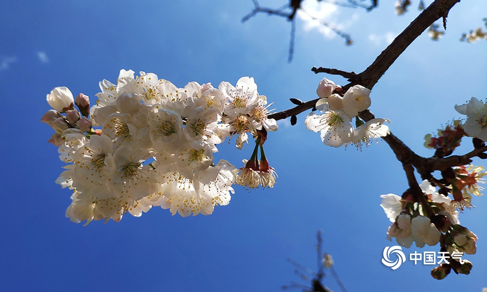 攀枝花樱桃花,攀枝花中坝玛瑙红樱桃